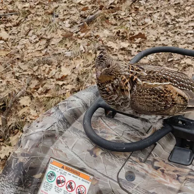 A grouse sitting on a four-wheeler